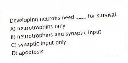 Developing neurons need ____ for survival.
A) neurotrophins only
B) neurotrophins and synaptic input
C) synaptic input only
D) apoptosis