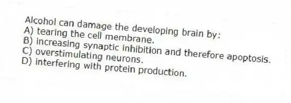 Alcohol can damage the developing brain by:
A) tearing the cell membrane.
B) increasing synaptic inhibition and therefore apoptosis.
C) overstimulating neurons.
D) interfering with protein production.