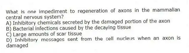 What is one impediment to regeneration of axons in the mammalian central nervous system?
A) Inhibitory chemicals secreted by the damaged portion of the axon
B) Bacterial infections caused by the decaying tissue
C) Large amounts of scar tissue
D) Inhibitory messages sent from the cell nucleus when an axon is damaged