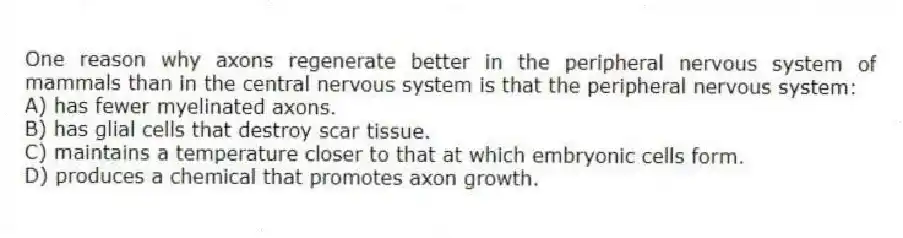 One reason why axons regenerate better in the peripheral nervous system of mammals than in the central nervous system is that the peripheral nervous system:
A) has fewer myelinated axons.
B) has glial cells that destroy scar tissue.
C) maintains a temperature closer to that at which embryonic cells form.
D) produces a chemical that promotes axon growth.