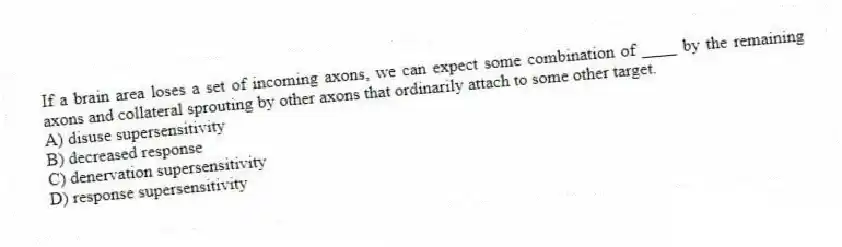 If a brain area loses a set of incoming axons, we can expect some combination of ____ by the remaining axons and collateral sprouting by other axons that ordinarily attach to some other target.
A) disuse supersensitivity
B) decreased response
C) denervation supersensitivity
D) response supersensitivity