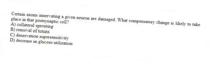 Certain axons innervating a given neuron are damaged. What compensatory change is likely to take place in that postsynaptic cell?
A) collateral sprouting
B) removal of toxins
C) denervation supersensitivity
D) decrease in glucose utilization