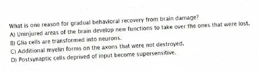 What is one reason for gradual behavioral recovery from brain damage?
A) Uninjured areas of the brain develop new functions to take over the ones that were lost.
B) Glia cells are transformed into neurons.
C) Additional myelin forms on the axons that were not destroyed.
D) Postsynaptic cells deprived of input become supersensitive.