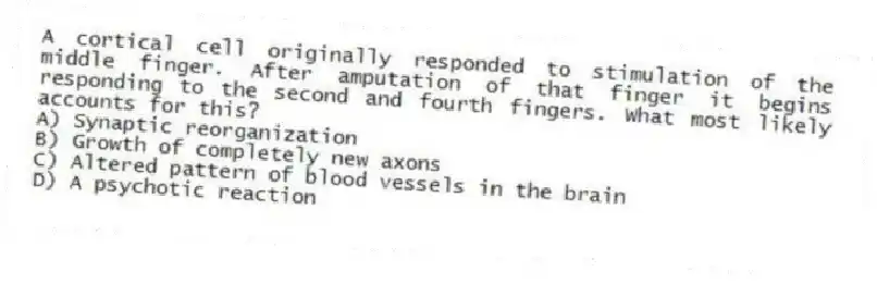 A cortical cell originally responded to stimulation of the middle finger. After amputation of that finger it begins responding to the second and fourth fingers. What most likely accounts for this?
A) Synaptic reorganization
B) Growth of completely new axons
C) Altered pattern of blood vessels in the brain
D) A psychotic reaction