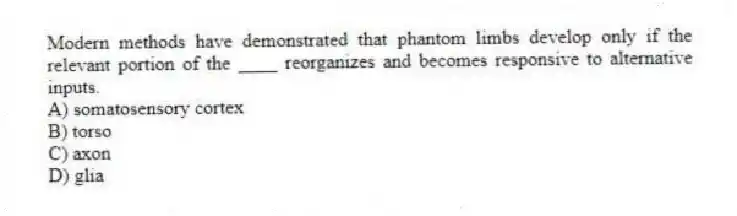 Modern methods have demonstrated that phantom limbs develop only if the relevant portion of the ____ reorganizes and becomes responsive to alternative inputs.
A) somatosensory cortex
B) torso
C) axon
D) glia