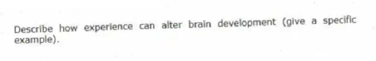 Describe how experience can alter brain development (give a specific example).