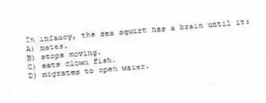 In infancy, the sea squirt has a brain until it:
A) mates.
B) stops moving.
C) eats clown fish.
D) migrates to open water.