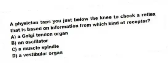 A physician taps you just below the knee to check a reflex that is based on information from which kind of receptor?
A) a Golgi tendon organ
B) an oscillator
C) a muscle spindle
D) a vestibular organ