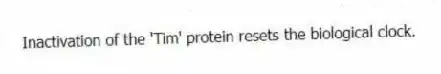 Inactivation of the 'Tim' protein resets the biological clock.