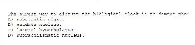 The surest way to disrupt the biological clock is to damage the:
A) substantia nigra.
B) caudate nucleus.
C) lateral hypothalamus.
D) suprachiasmatic nucleus.
