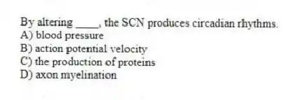 By altering ____, the SCN produces circadian rhythms.
A) blood pressure
B) action potential velocity
C) the production of proteins
D) axon myelination