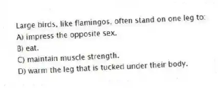 Large birds, like flamingos, often stand on one leg to:
A) impress the opposite sex.
B) eat.
C) maintain muscle strength.
D) warm the leg that is tucked under their body.