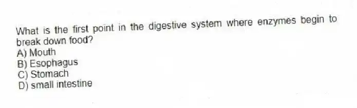 What is the first point in the digestive system where enzymes begin to break down food?
A) Mouth
B) Esophagus
C) Stomach
D) small intestine
