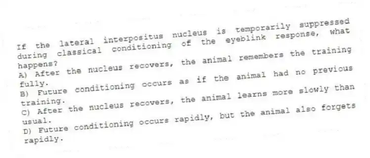 If the lateral interpositus nucleus is temporarily suppressed during classical conditioning of the eyeblink response, what happens?
A) After the nucleus recovers, the animal remembers the training fully.
B) Future conditioning occurs as if the animal had no previous training.
C) After the nucleus recovers, the animal learns more slowly than usual.
D) Future conditioning occurs rapidly, but the animal also forgets rapidly.