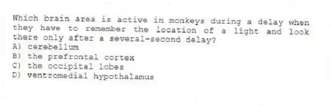 Which brain area is active in monkeys during a delay when they have to remember the location of a light and look there only after a several-second delay?
A) cerebellum
B) the prefrontal cortex
C) the occipital lobes
D) ventromedial hypothalamus