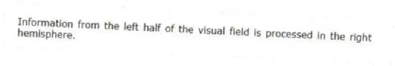 Information from the left half of the visual field is processed in the right hemisphere.