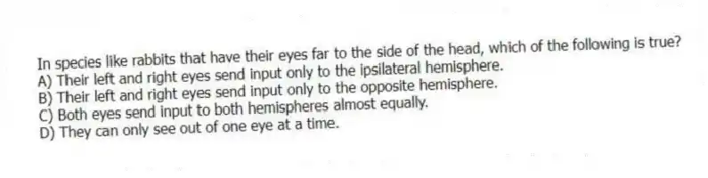 In species like rabbits that have their eyes far to the side of the head, which of the following is true?
A) Their left and right eyes send input only to the ipsilateral hemisphere.
B) Their left and right eyes send input only to the opposite hemisphere.
C) Both eyes send input to both hemispheres almost equally.
D) They can only see out of one eye at a time.