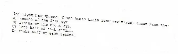 The right hemisphere of the human brain receives visual input from the:
A) retina of the left eye.
B) retina of the right eye.
C) left half of each retina.
D) right half of each retina.